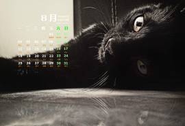 2014年8月日历壁纸萌猫大图可爱猫咪图片合集(一)