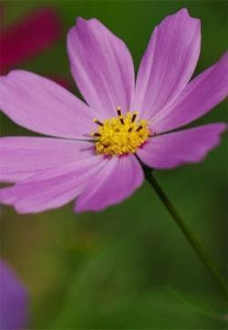 美丽清新的花卉格桑花iPhone5s手机壁纸