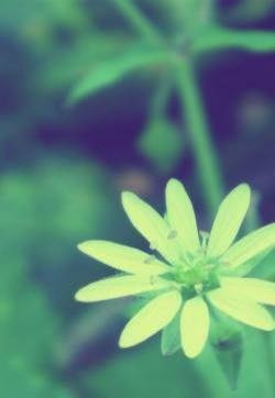 小清新养眼绿色植物iPhone5s手机壁纸