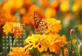 2014年8月日历彩色蝴蝶与花朵高清屏保电脑主题壁纸图片(三)