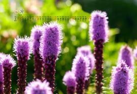 2014年8月日历壁纸大自然花草美景高清植物唯美图片(二)