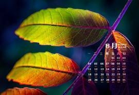 2014年8月日历壁纸高清植物大自然清新美丽花草唯美图片(二)