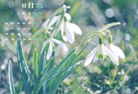 2014年8月日历清新雪滴花高清屏保电脑桌面主题壁纸(一)