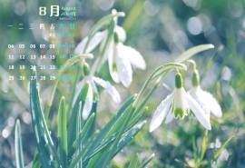 2014年8月日历清新雪滴花高清屏保电脑桌面主题壁纸(二)