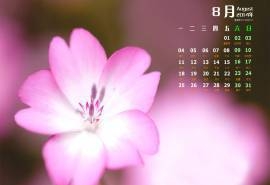 2014年8月日历微距花卉摄影图片win7高清电脑桌面壁纸(五)