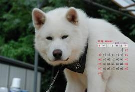 2014年8月日历桌面壁纸可爱萌宠秋田犬图片