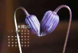2014年8月日历壁纸唯美大自然花草植物高清图片合集(一)