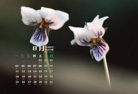 2014年8月日历壁纸唯美大自然花草植物高清图片合集(三)