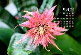2014年8月日历壁纸绿色护眼香港公园花草植物高清图片