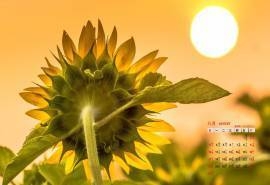 2014年8月日历壁纸精选励志花朵金向日葵唯美小清新(一)