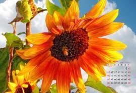 2014年8月日历壁纸精选励志花朵金向日葵唯美小清新(二)