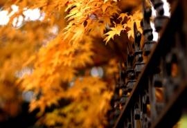 高清树叶秋天金枫叶唯美高清图片合集电脑桌面壁纸第一辑