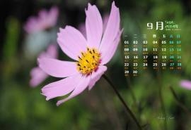 2014年9月日历《印第安花园》花朵官方win8电脑桌面壁纸(一)