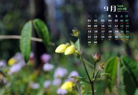 2014年9月日历《印第安花园》花朵官方win8电脑桌面壁纸(三)