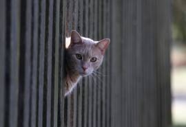 呆萌宠物猫咪犀利眼神搞笑可爱表情桌面壁纸(二)