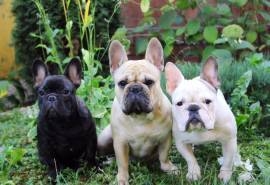 卖萌的宠物狗狗法国斗牛犬可爱图片桌面壁纸第二辑