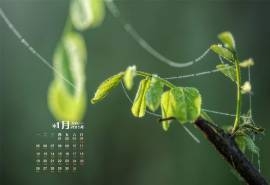2015年1月日历壁纸清新护眼的大自然植物简约唯美绿色图片