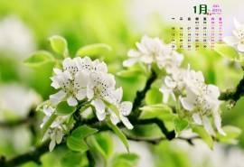 2015年1月日历绽放的梨花自然花卉高清电脑桌面壁纸下载