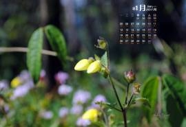 2015年1月日历印度花园中的好看清新的花朵高清电脑桌面壁纸(2)