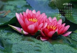 2015年1月日历夏季粉红色的睡莲高清电脑屏保桌面壁纸图片下载