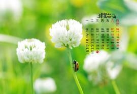 2015年3月日历壁纸精选清新大自然绿色护眼四叶草高清图片下载(三)