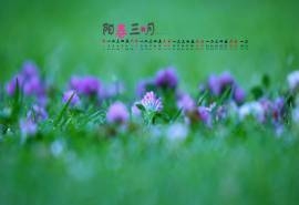 2015年3月日历壁纸精选幸运草绿色护眼四叶草图片大全高清下载(二)
