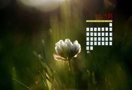 2015年3月日历壁纸精选清新大自然绿色护眼四叶草高清图片下载(四)