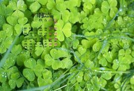 2015年3月日历壁纸精选清新大自然绿色护眼四叶草高清图片下载(五)