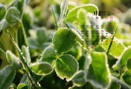 2015年3月日历壁纸精选幸运草绿色护眼四叶草图片大全高清下载(三)