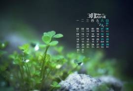 2015年3月日历壁纸精选幸运草绿色护眼四叶草图片大全高清下载(四)