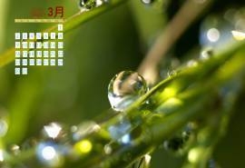 2015年3月日历电脑桌面主题壁纸保护眼睛的养眼绿色图片下载(2)