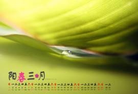 2015年3月日历电脑桌面主题壁纸保护眼睛的养眼绿色图片下载(5)