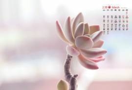 2015年3月日历壁纸淡粉色多肉植物可爱居家盆栽高清图片下载（四）