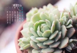 2015年3月日历壁纸小清新多肉植物绿色盆栽高清图片下载（一）