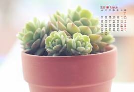 2015年3月日历壁纸小清新多肉植物绿色盆栽高清图片下载（二）