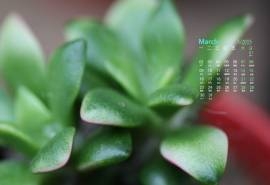 2015年3月日历壁纸小清新绿色多肉植物护眼高清图片下载（三）