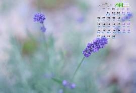 2015年4月日历代表浪漫象征爱情的薰衣草唯美意境风景高清桌面壁纸图片(3)