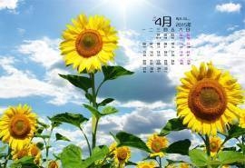 2015年4月日历壁纸金色向日葵好看花朵治愈系图片高清下载（一）