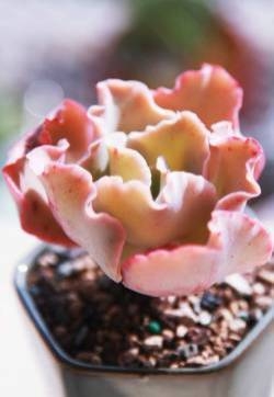 精选可爱多肉植物盆栽护眼高清苹果手机壁纸下载（二）
