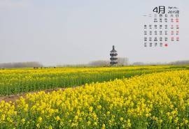 2015年4月日历漫山遍野的油菜花美景欣赏高清电脑图片桌面壁纸(2)