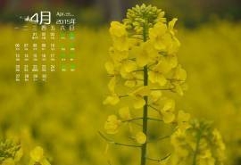 2015年4月日历漫山遍野的油菜花美景欣赏高清电脑图片桌面壁纸(4)