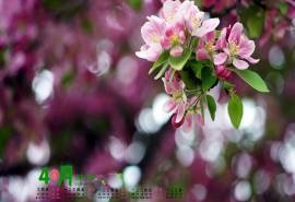 2015年4月日历春季唯美生机绿色自然高清电脑图片桌面壁纸(6)