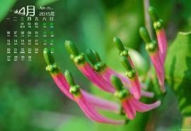 2015年4月日历勃发生命力的春季绿色花草植物高清电脑图片桌面壁纸(1)