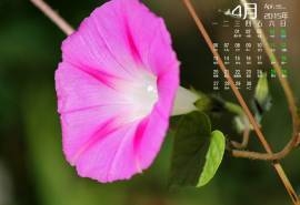 2015年4月日历勃发生命力的春季绿色花草植物高清电脑图片桌面壁纸(2)