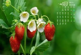 2015年4月日历勃发生命力的春季绿色花草植物高清电脑图片桌面壁纸(4)