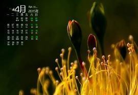 2015年4月日历生机勃发的自然植物花朵高清电脑图片素材桌面壁纸(1)