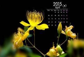 2015年4月日历生机勃发的自然植物花朵高清电脑图片素材桌面壁纸(6)