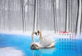 2015年5月日历壁纸蓝色湖面上两只亲密的白天鹅温馨图片下载
