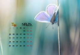 2015年5月日历壁纸精选紫色小清新蝴蝶唯美意境图片高清下载