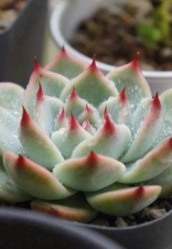 精选养眼可爱多肉超清手机植物壁纸